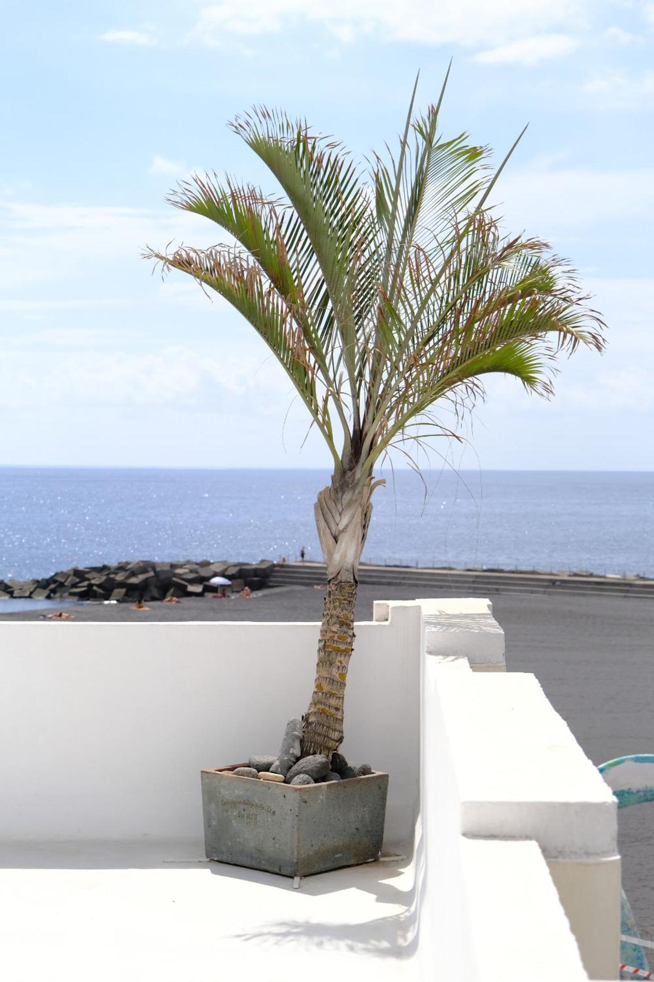 Rooftop Dreamhouse - 3Br With Seaviews 圣克鲁斯-德拉帕尔马 外观 照片